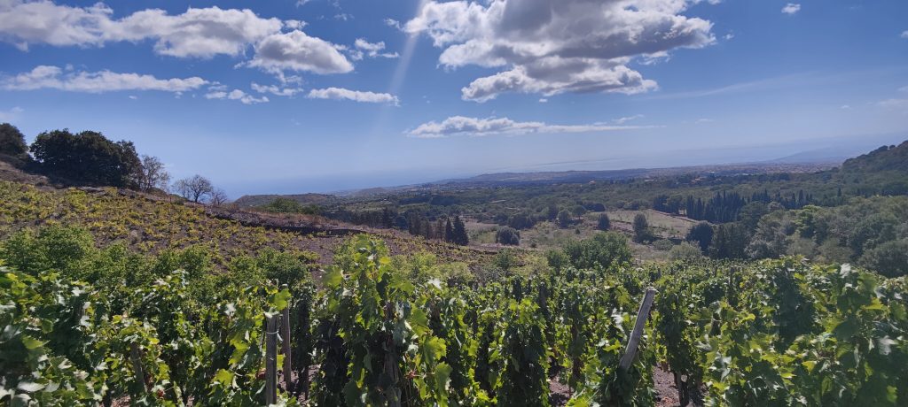 Vista del golfo di Catania dalla vigna di Monte Arso di Serafica Nicolosi