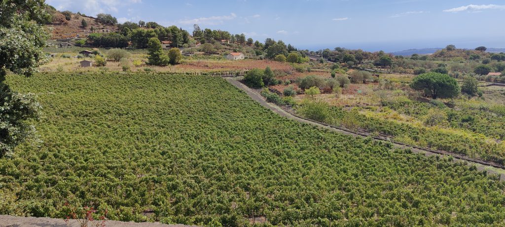 Vista del vigneto di Mompeluso della cantina Serafica Nicolosi