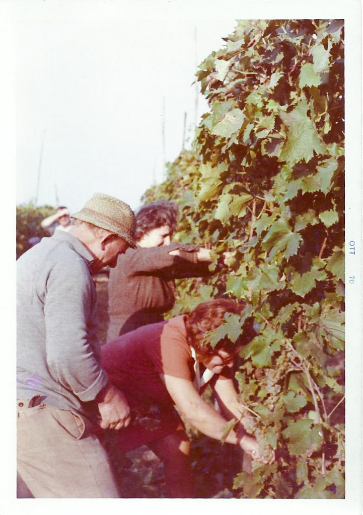 Foto d'epoca di una vendemmia a cascina maddalena