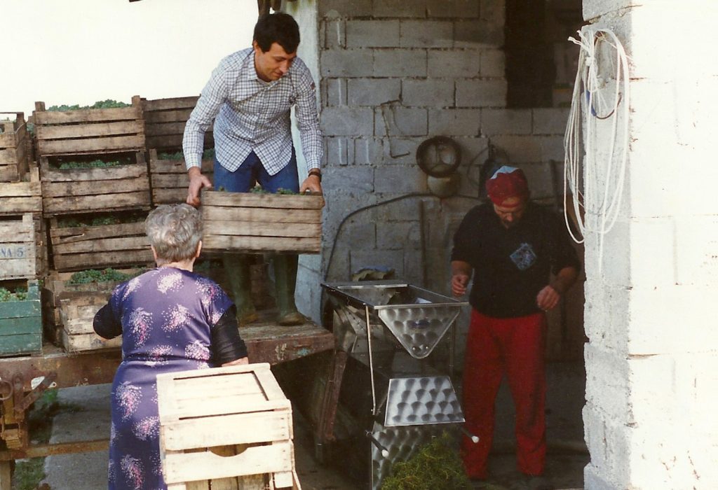 Recenti lavori di vendemmia a Cascina Maddalena