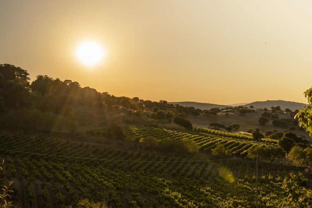 Il sole che tramonta sulle vigne di mamoiada