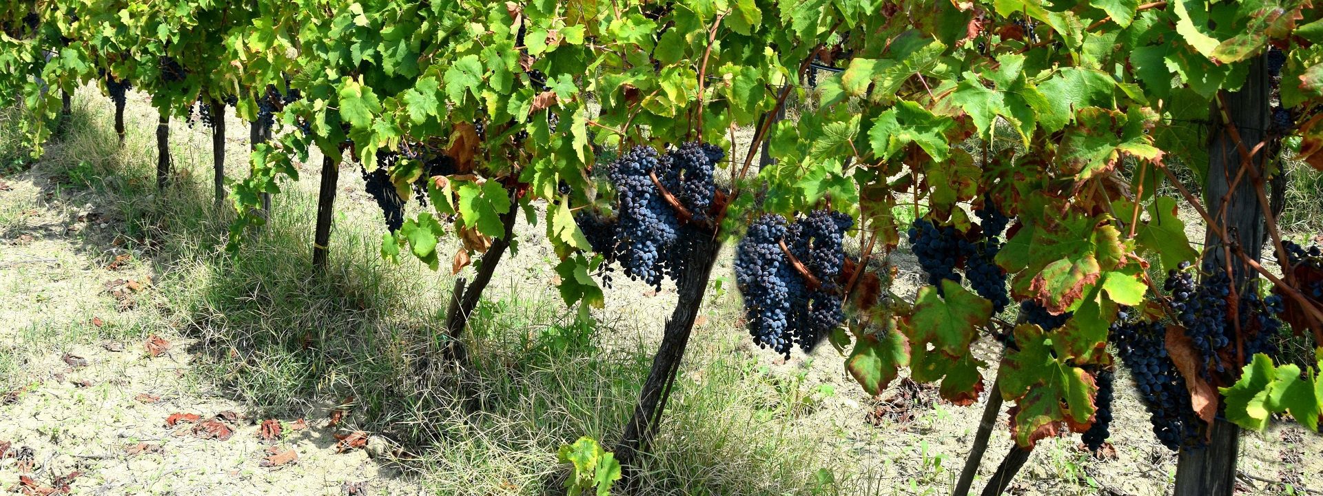 Cantine De Luca